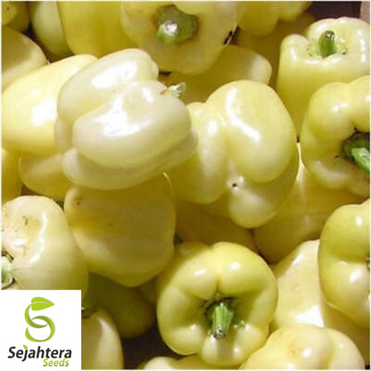 White Bell Sweet Pepper Seeds 20+ | Capsicum annuum Vegetable NON-GMO USA