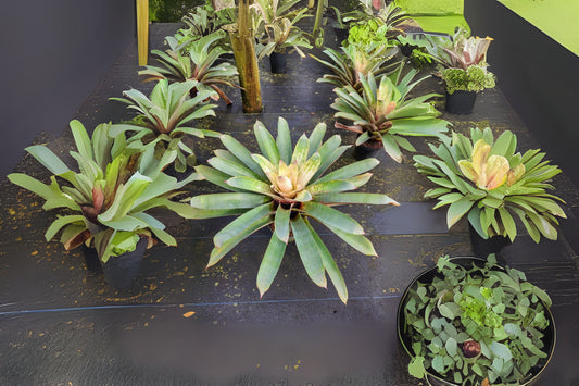 Vriesea Hybrid Plant - White Yellow Blush - Vriesea fosteriana - Interior & Landscape, Spineless Purple Green Foliage