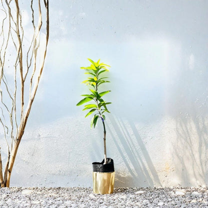 Valencia Pride Mango Tree – Mangifera indica Live Grafted Tree | USDA Certified | Fast-Growing Variety  Premium Tropical Fruit | True-to-Type | Early Bearing