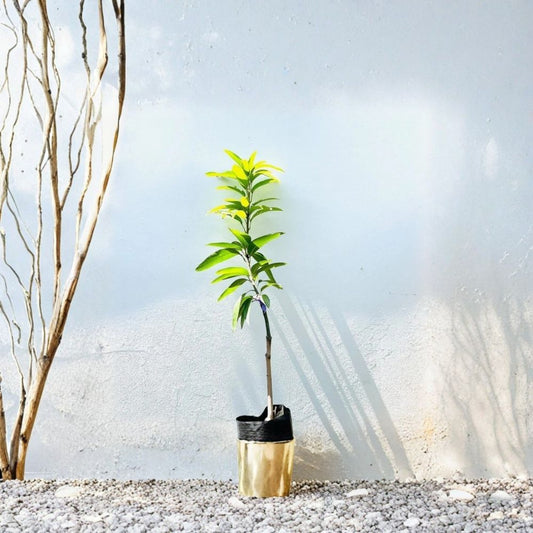 Valencia Pride Mango Tree – Mangifera indica Live Grafted Tree | USDA Certified | Fast-Growing Variety  Premium Tropical Fruit | True-to-Type | Early Bearing