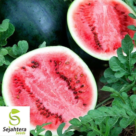 Sugar Baby Watermelon Seeds 30+ | Sweet Melon NON-GMO Garden USA