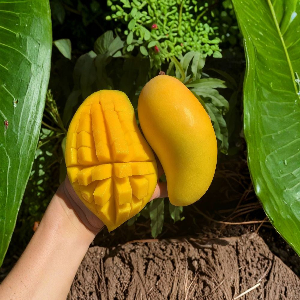 Valencia Pride Mango Tree – Mangifera indica Live Grafted Tree | USDA Certified | Fast-Growing Variety  Premium Tropical Fruit | True-to-Type | Early Bearing