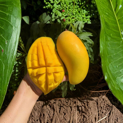 Valencia Pride Mango Tree – Mangifera indica Live Grafted Tree | USDA Certified | Fast-Growing Variety  Premium Tropical Fruit | True-to-Type | Early Bearing