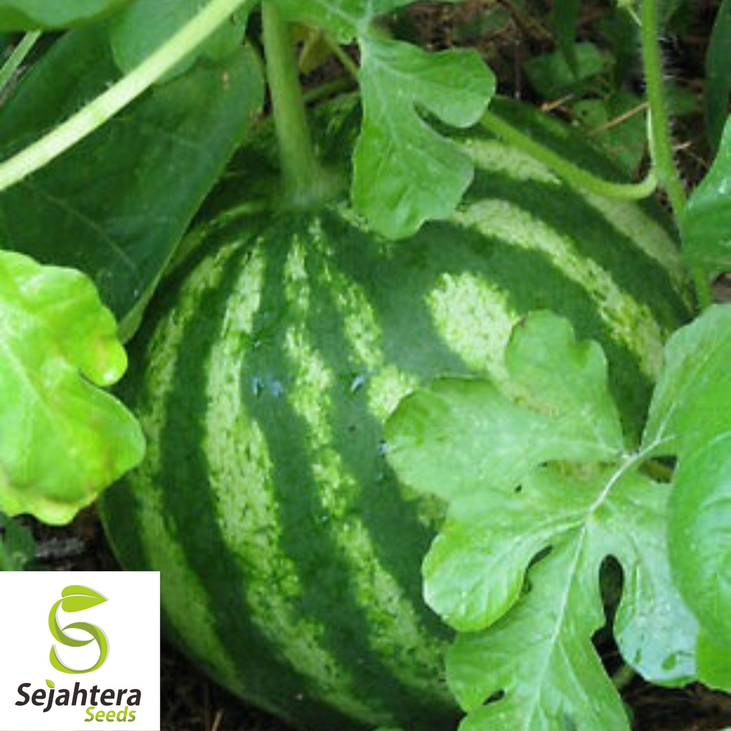 Sugar Baby Watermelon Seeds 30+ | Sweet Melon NON-GMO Garden USA