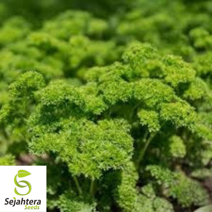 Parsley Moss Curled Seeds 1000+ | Heirloom Culinary Herb NON-GMO USA