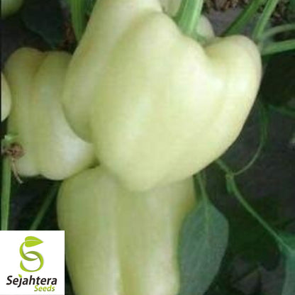 White Bell Sweet Pepper Seeds 20+ | Capsicum annuum Vegetable NON-GMO USA