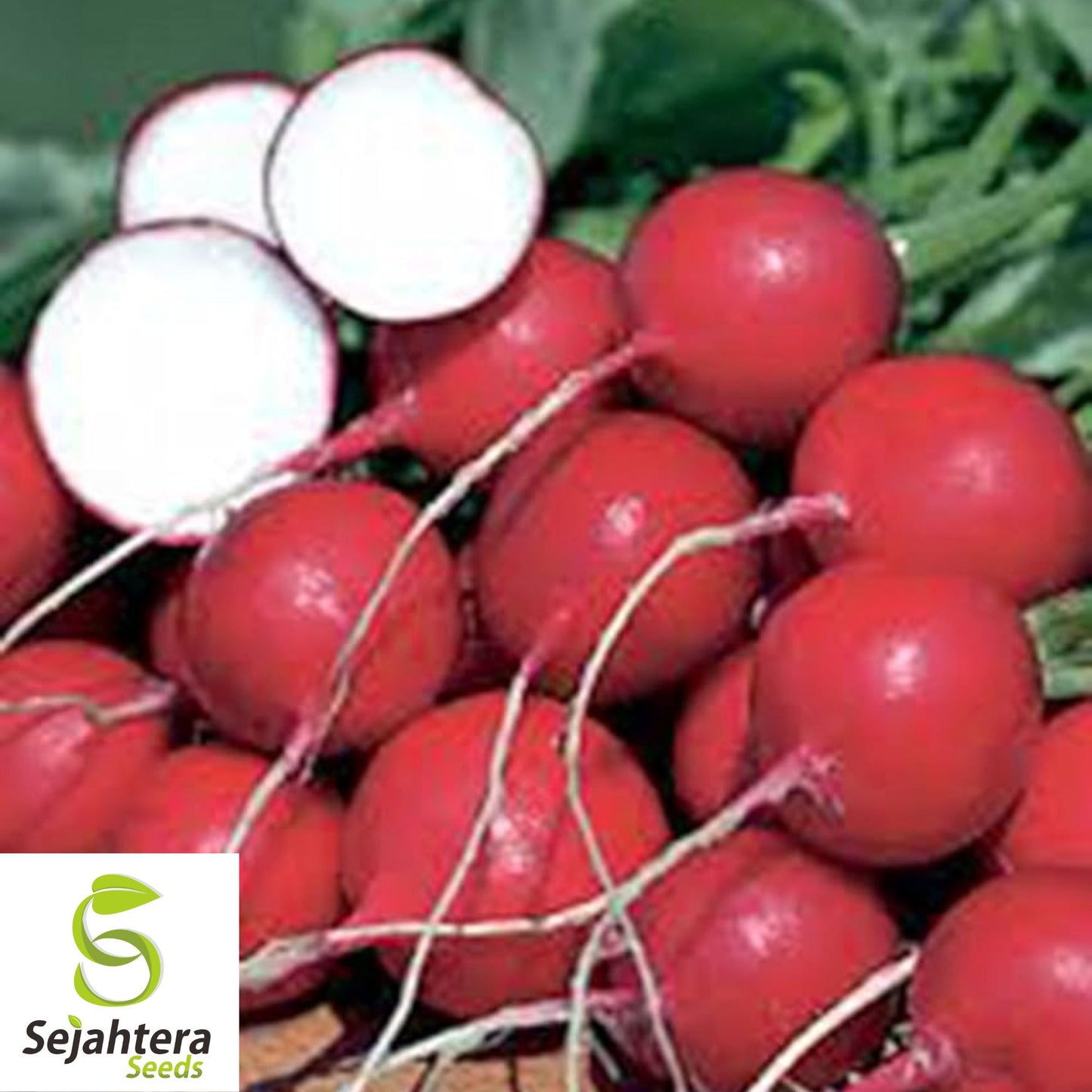 250 Champion Radish Seeds - Heirloom, Non-GMO, Crisp & Fast-Growing