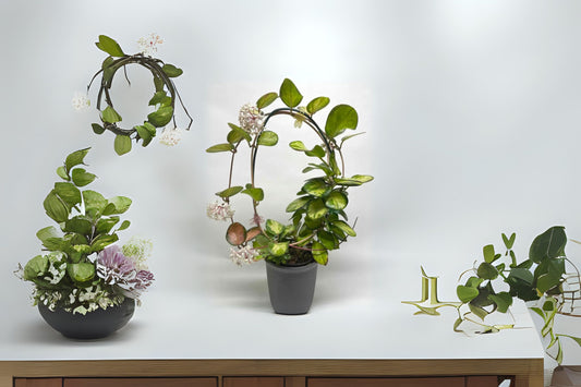 Hoya Plant - 4" or 6" Variegated Hoya Australis - Wax Plant - Hoya australis ‘Variegated’ - Trailing Houseplant with Fragrant Flowers
