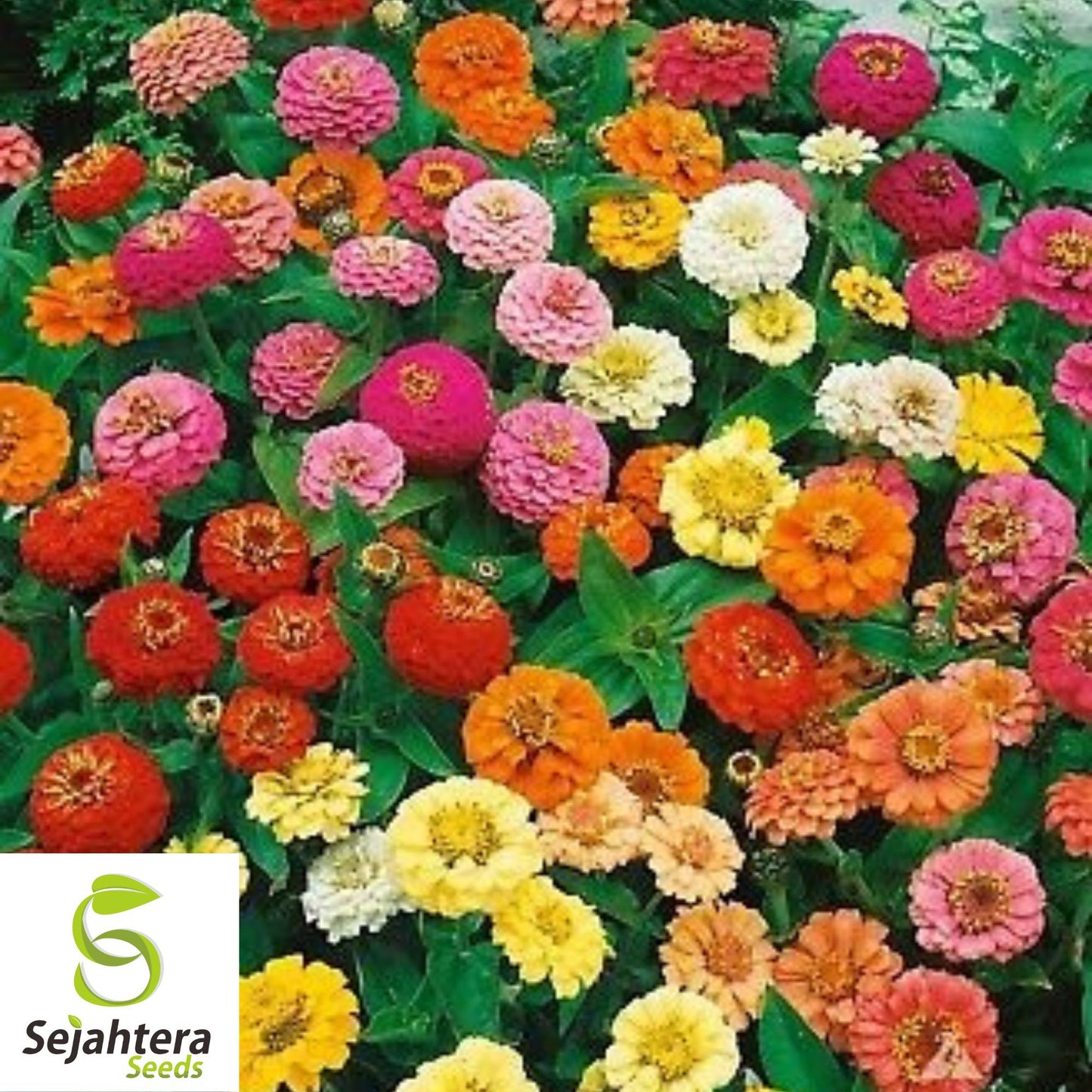 Cut and Come Again Zinnia Seeds - 200+ Heirloom - Pollinator-Friendly Blooms