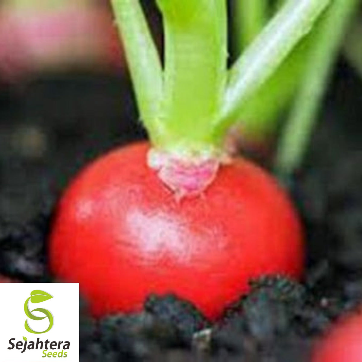 Cherry Belle Radish Seeds - 50 Heirloom, Organic, Non-GMO & Fresh