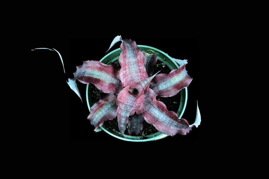 Cryptanthus Plant 4" Pot Wild Cherry Tropical Houseplant Cryptanthus 'Wild Cherry'
