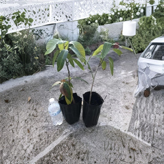 ommy Mango Tree (Red) – Mangifera indica Live Plant | 12–16 Inches Tall | 1 Gallon Pot  Sweet Juicy Fruit | Tropical Favorite | Container Friendly