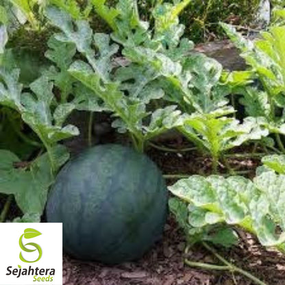 Sugar Baby Watermelon Seeds 30+ | Sweet Melon NON-GMO Garden USA