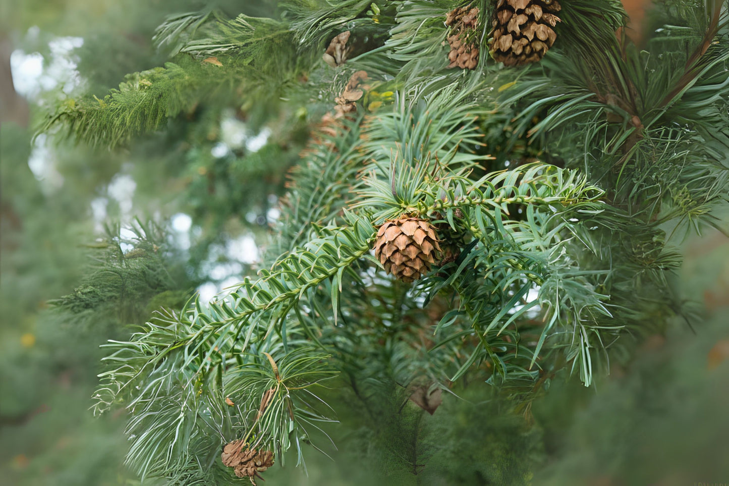 Chinese Fir (Cunninghamia lanceolata)
