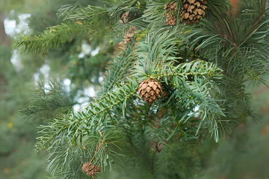 Chinese Fir (Cunninghamia lanceolata)