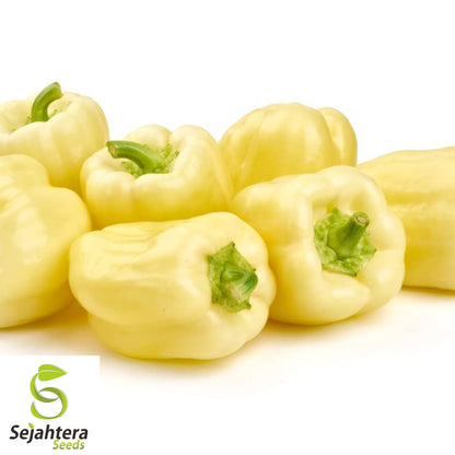 White Bell Sweet Pepper Seeds 20+ | Capsicum annuum Vegetable NON-GMO USA