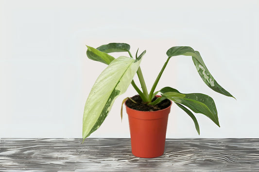 Philodendron Jose Bueno 8" Pot - Rare Variegated Houseplant, Heart-Shaped Leaves, Philodendron 'Jose Bueno'