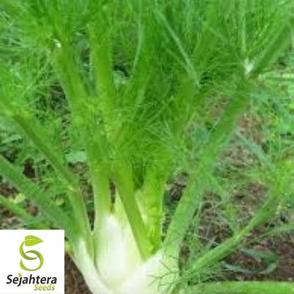 Florence Fennel Seeds 250+ | NON-GMO Vegetable Salad Garden USA