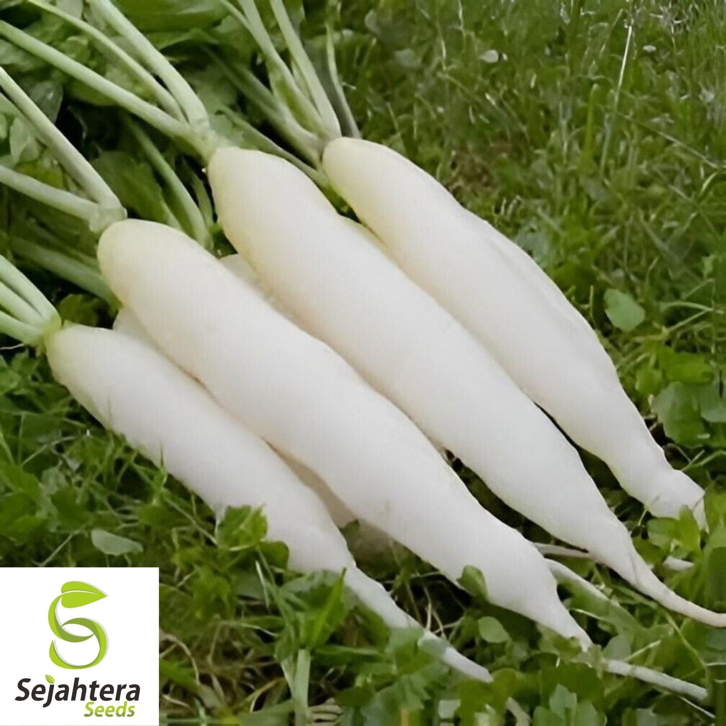 White Icicle Radish Seeds 200 Ct | Heirloom NON-GMO Vegetable Garden USA