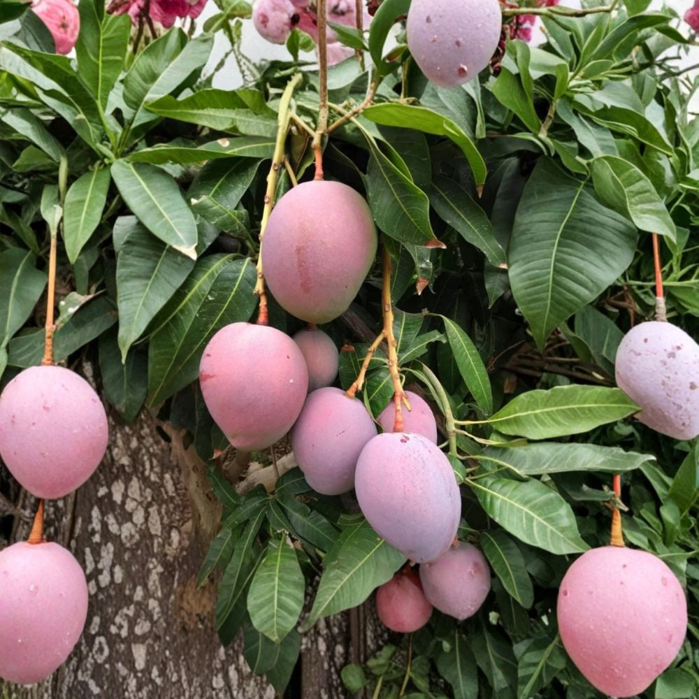 ommy Mango Tree (Red) – Mangifera indica Live Plant | 12–16 Inches Tall | 1 Gallon Pot  Sweet Juicy Fruit | Tropical Favorite | Container Friendly