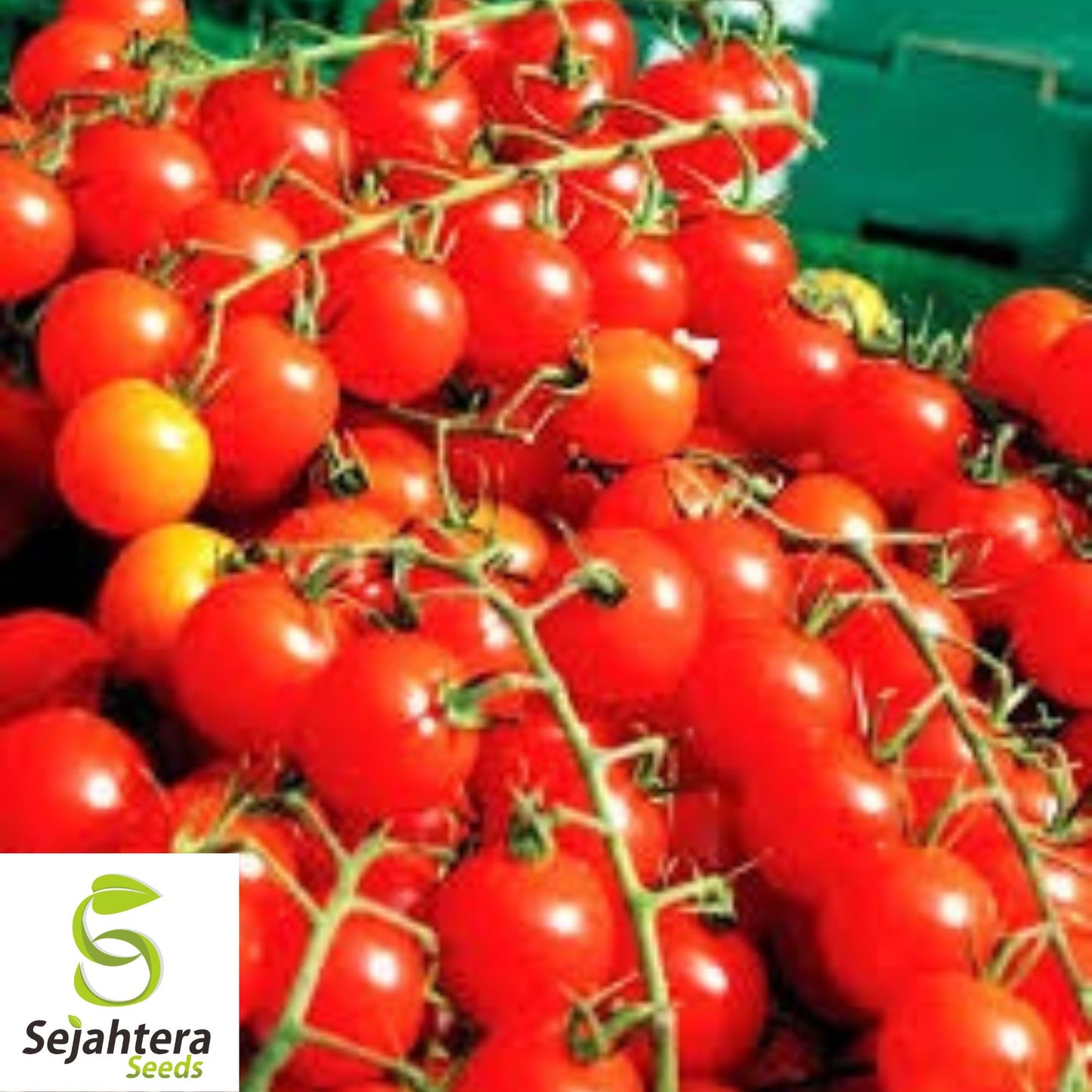 Supersweet 100 Cherry Tomato Seeds - 100+ Organic, Non-GMO & High Yield