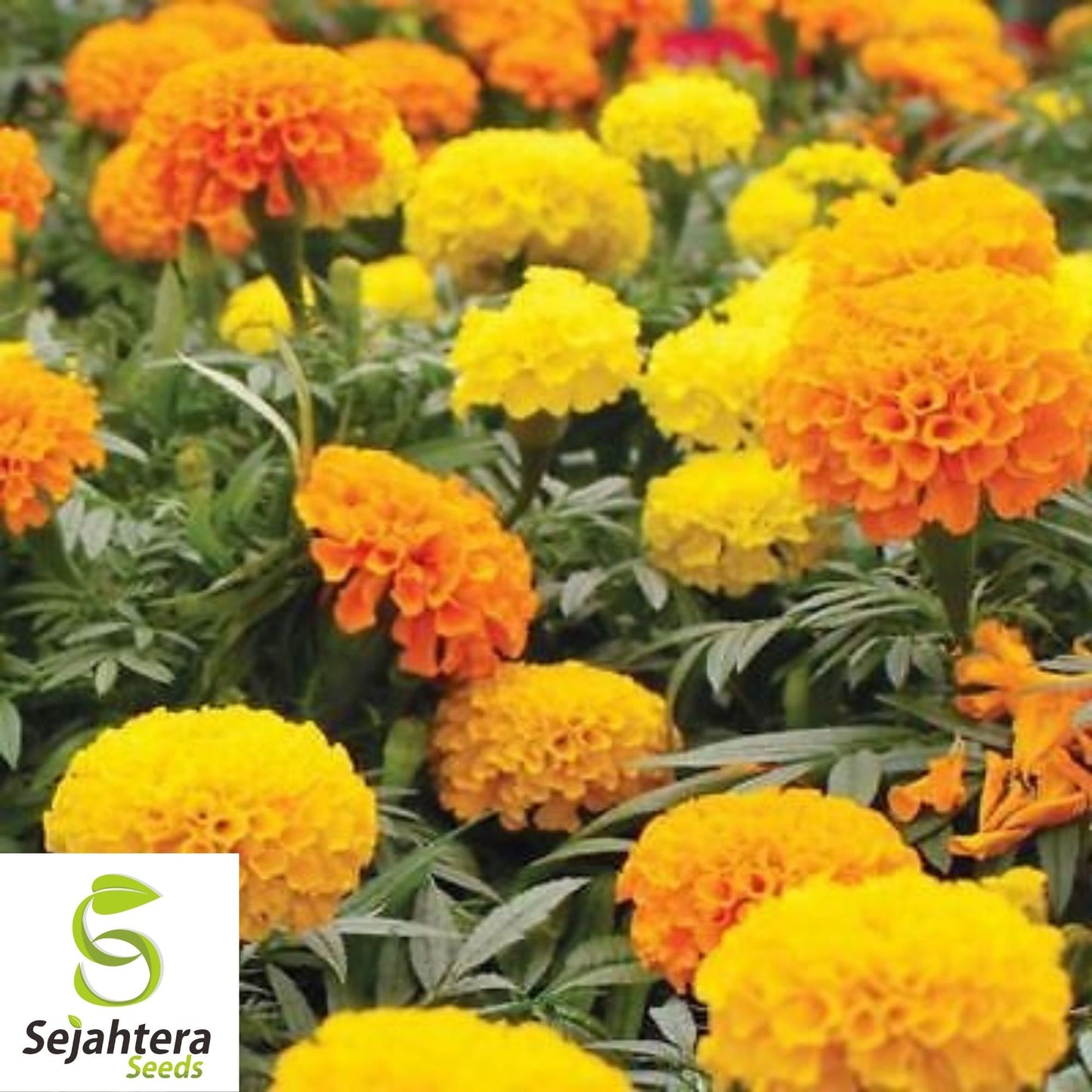Marigold Seeds 150+ | African Cracker Jack Mix Bright Blooms USA Seller