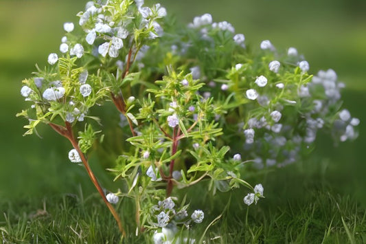 Summer Savory (Satureja hortensis)