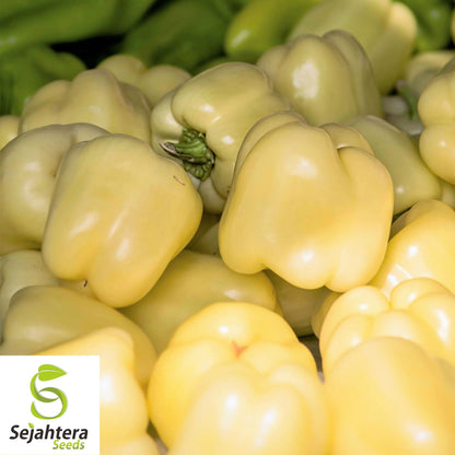 White Bell Sweet Pepper Seeds 20+ | Capsicum annuum Vegetable NON-GMO USA