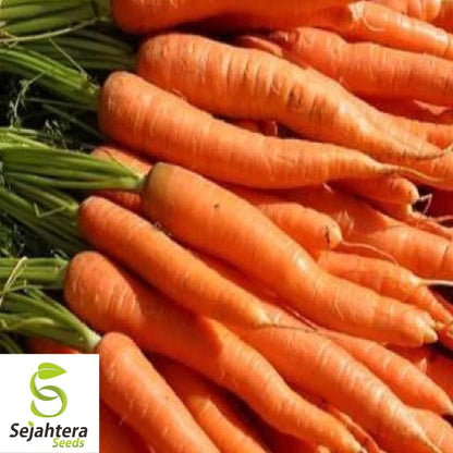 300 Tender Sweet Carrot Seeds - Non-GMO, Crisp & Flavorful Variety