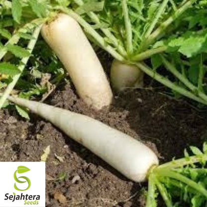 White Icicle Radish Seeds 200 Ct | Heirloom NON-GMO Vegetable Garden USA