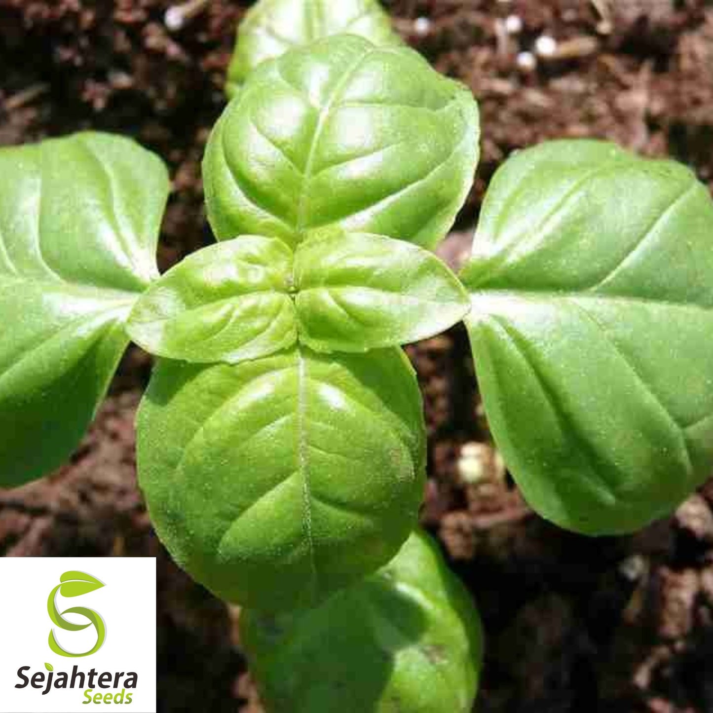 200 Genovese Basil Seeds - Non-GMO, Aromatic Italian Herb