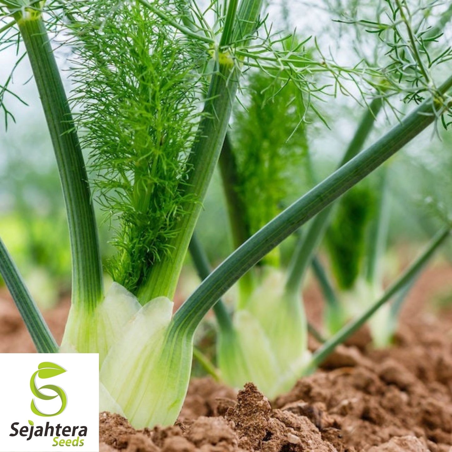 Florence Fennel Seeds 250+ | NON-GMO Vegetable Salad Garden USA