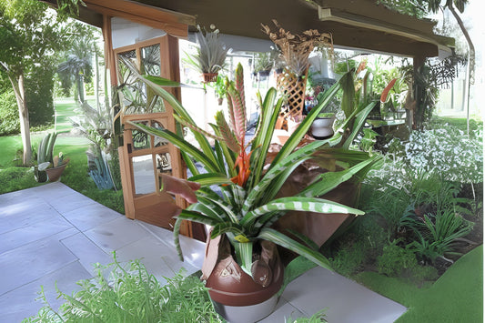 Aechmea Zebrina Variegated 8" Pot | Unique Green & Yellow Foliage | Collector's Bromeliad | Aechmea zebrina