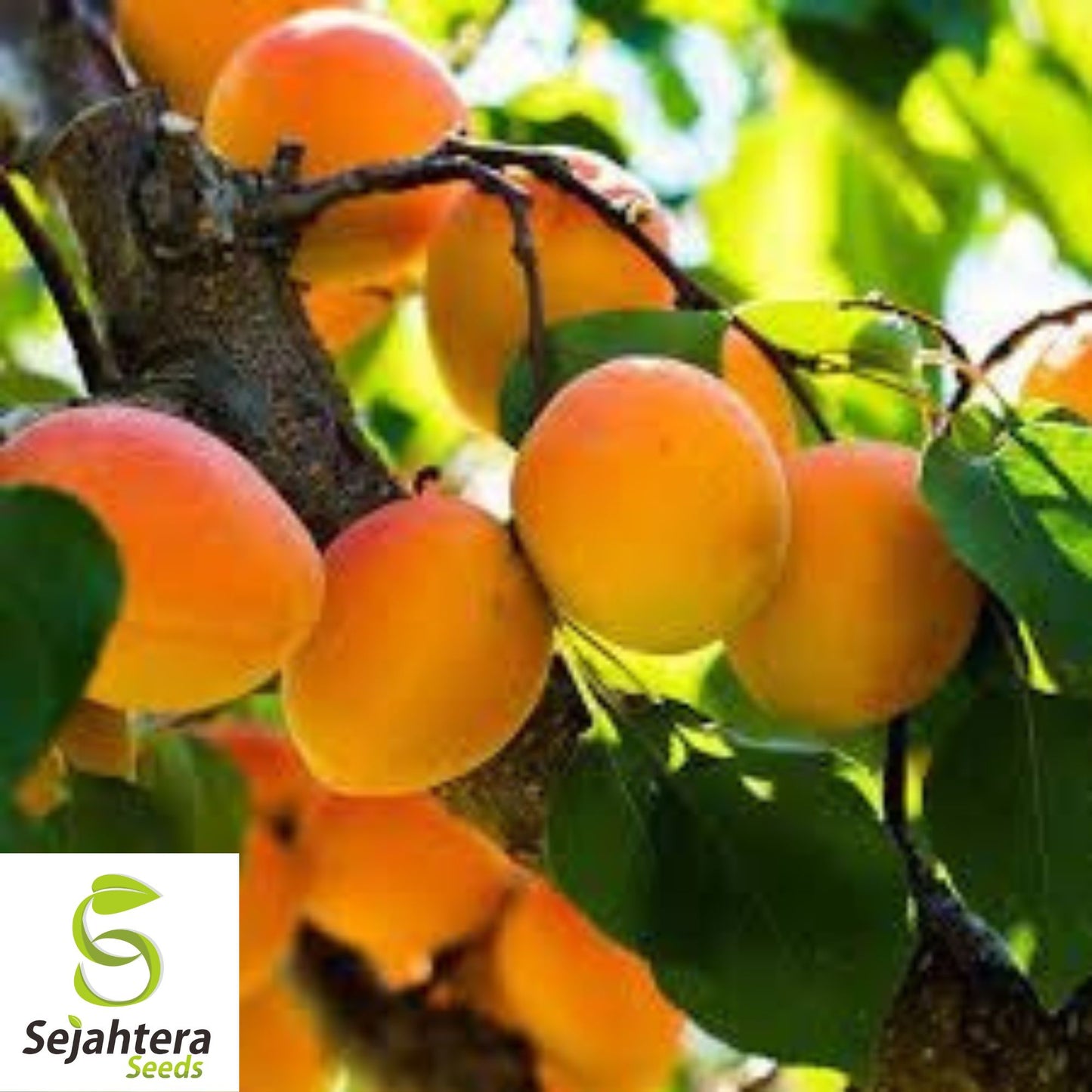 Dwarf Apricot Tree Seeds {Prunus armeniaca} Organic 5 Pre-Stratified Seeds