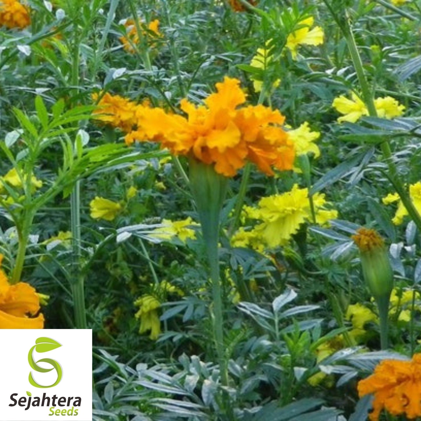 Marigold Seeds 150+ | African Cracker Jack Mix Bright Blooms USA Seller