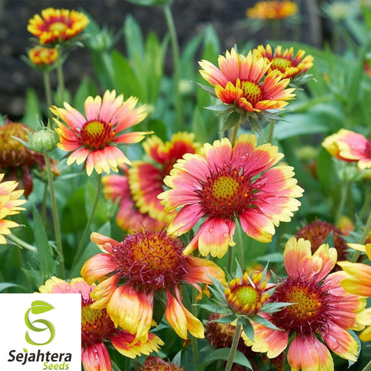 400+ Indian Blanket Flower Seeds - Perennial, Wildflower, Attracts Butterflies
