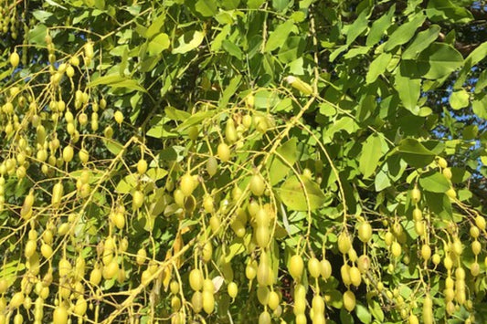 Japanese Pagoda Tree (Styphnolobium japonicum)