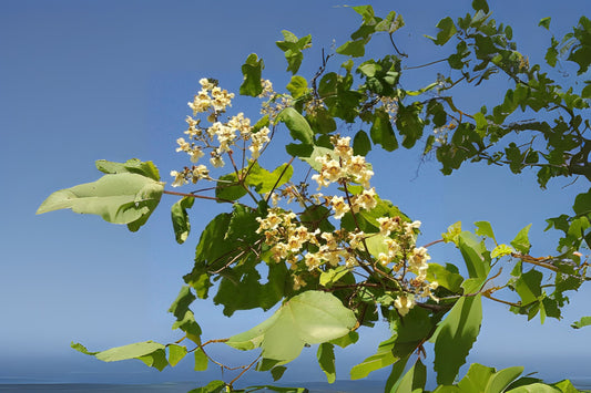 Chinese Catalpa Japanese Yellow Catalpa (Catalpa ovata)