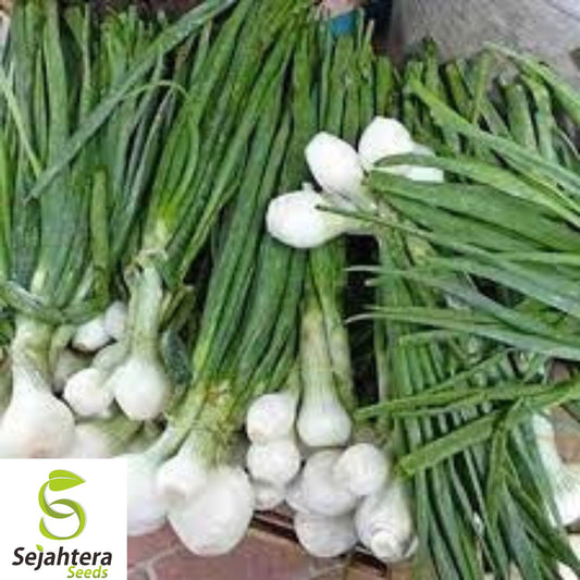 200+ Cipollini Onion Seeds - Heirloom, Organic, Non-GMO, Sweet & Gourmet Variety