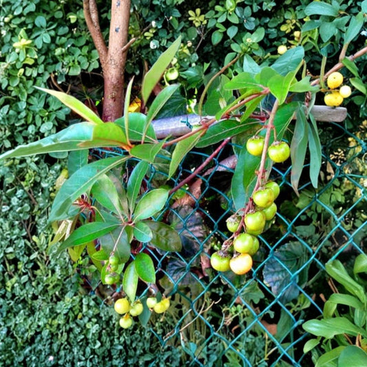Nance Tree – Byrsonima crassifolia Live Tropical Fruit Tree | 2–3 Feet Tall | Includes 3 Gallon Pot  Fast Growing | Yellow-Orange Fruit | Drought Tolerant