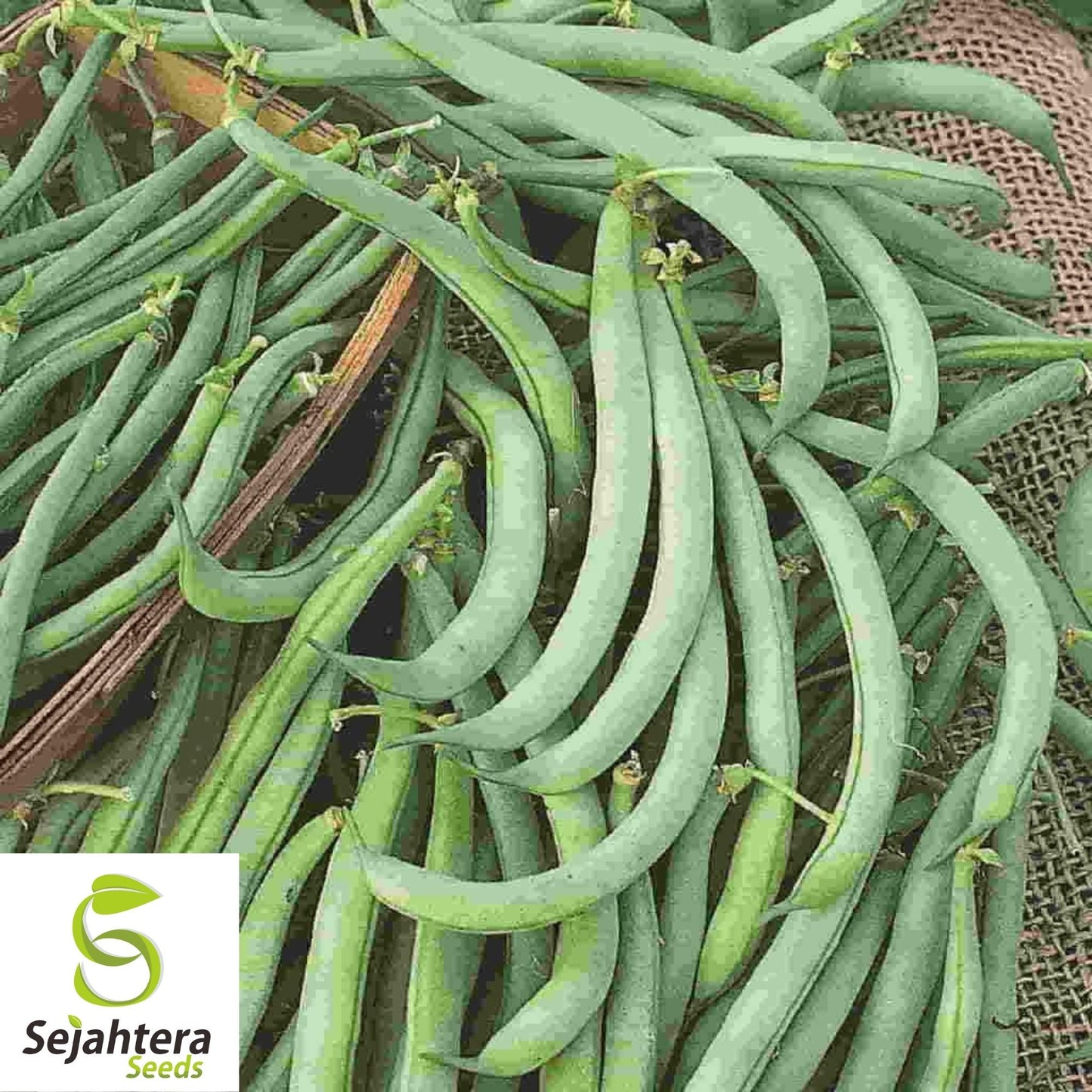 Improved Tendergreen Bean Seeds 50 Ct | Stringless Bush Green Vegetable USA