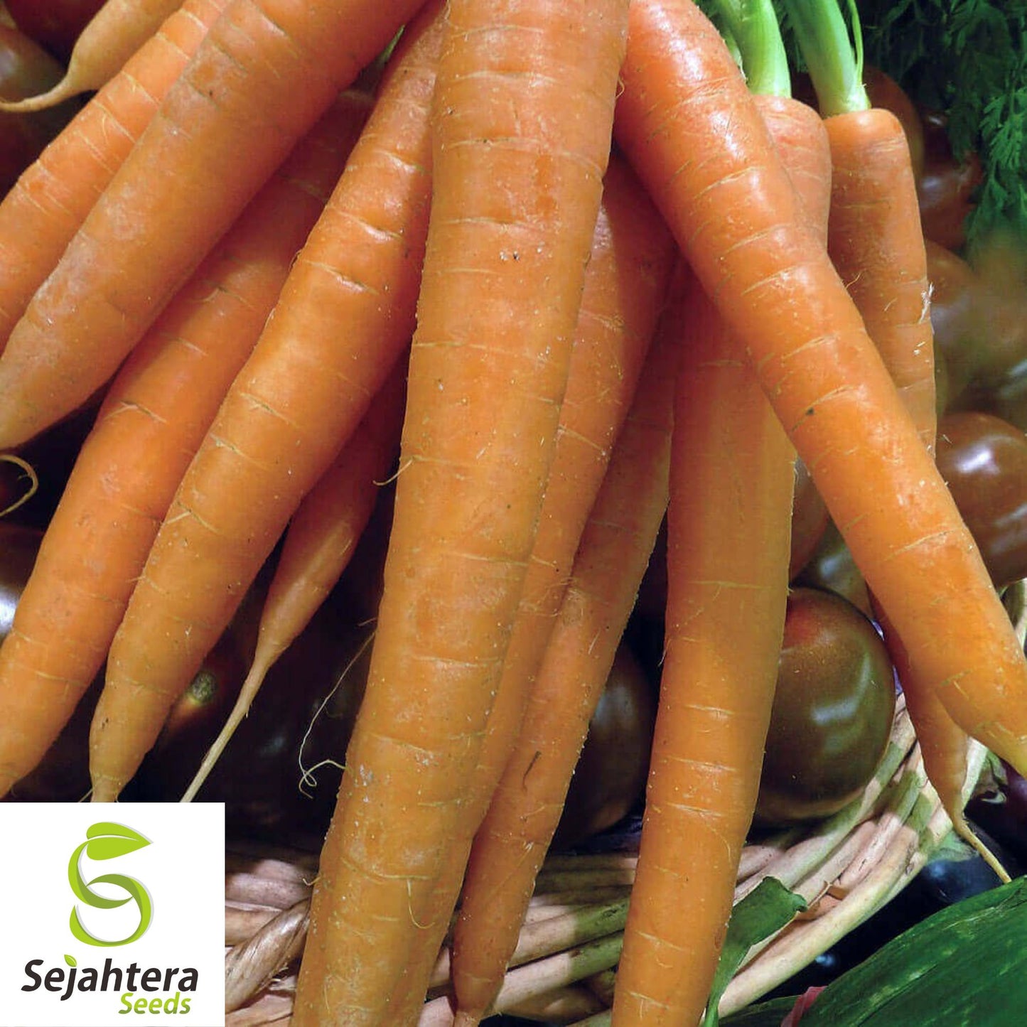300 Tender Sweet Carrot Seeds - Non-GMO, Crisp & Flavorful Variety