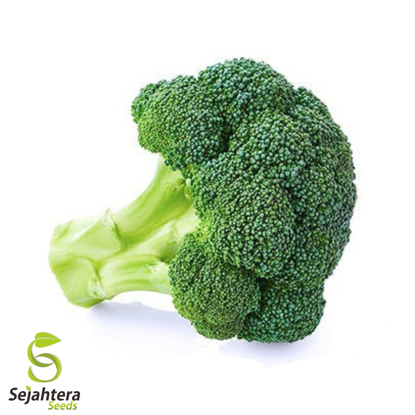 Waltham 29 Broccoli Seeds - 25+ Heirloom, Organic, Non-GMO & Fresh