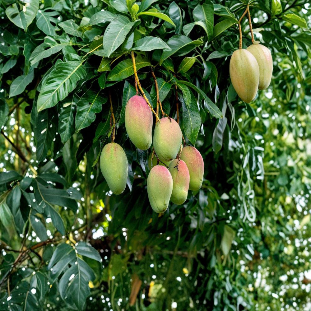 Valencia Pride Mango Tree – Mangifera indica Live Plant | 15–20 Inches Tall | Tropical Fruit Variety  Sweet & Aromatic | Fast Growing | Backyard Ready