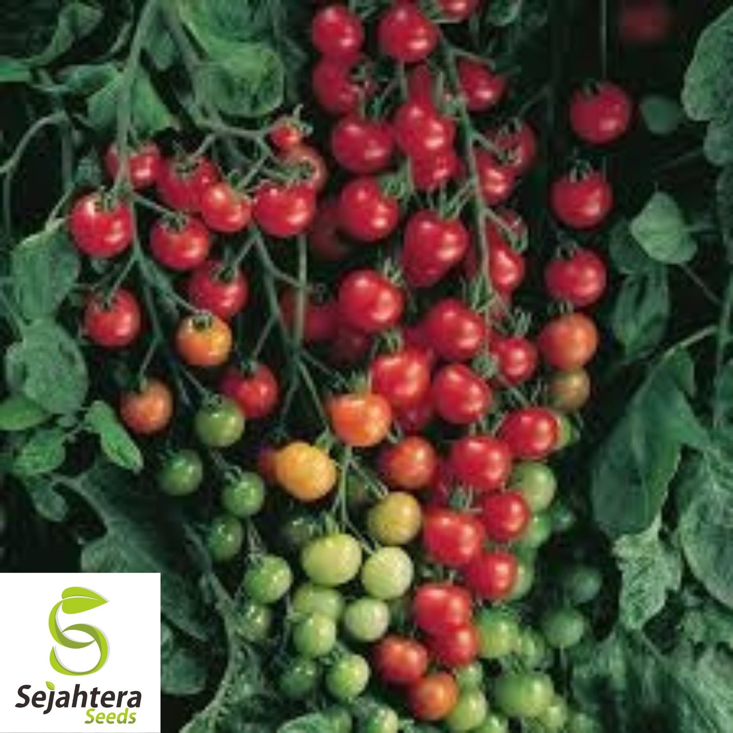 Supersweet 100 Cherry Tomato Seeds - 100+ Organic, Non-GMO & High Yield