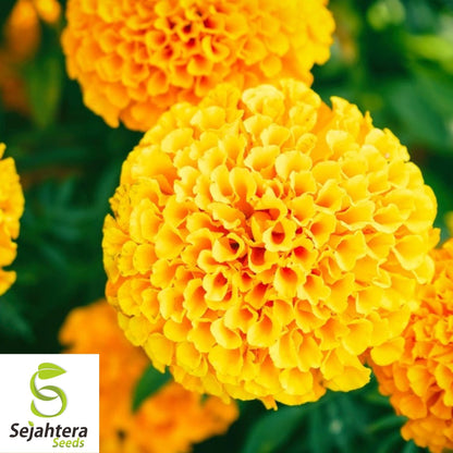 Marigold Seeds 150+ | African Cracker Jack Mix Bright Blooms USA Seller