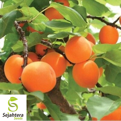 Dwarf Apricot Tree Seeds {Prunus armeniaca} Organic 5 Pre-Stratified Seeds
