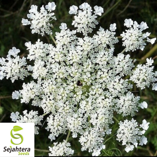 Anise Herb Seeds 300+ | Common Licorice Herb NON-GMO Heirloom USA