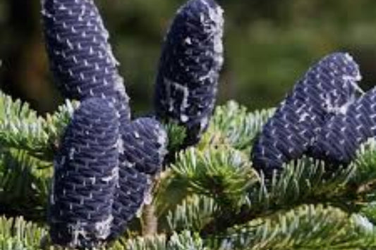 Manchurian Fir (Abies nephrolepis)