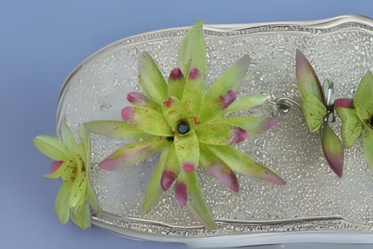 Neoregelia Plant in 8" Pot | Lime Green Foliage with Red Splotches | Neoregelia Sunshine | Ideal for Interior & Landscape